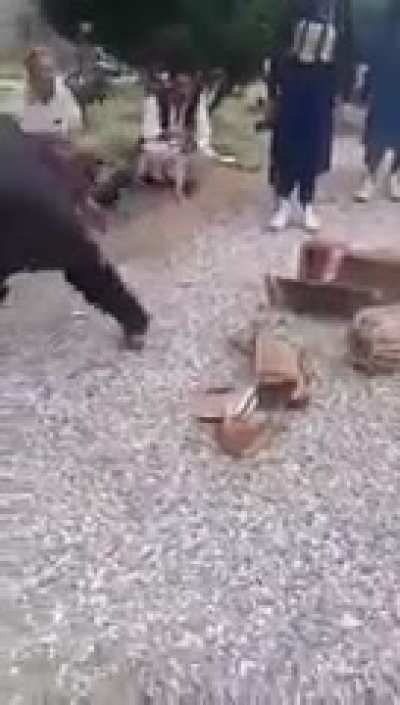 Look at these talibani morons destroy musical instruments. I was hoping they get injured in this brainless process.