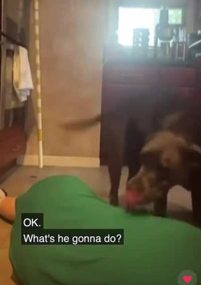 Man&rsquo;s best friend isn&rsquo;t a fan of new TikTok trend