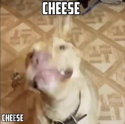 mfw dead game