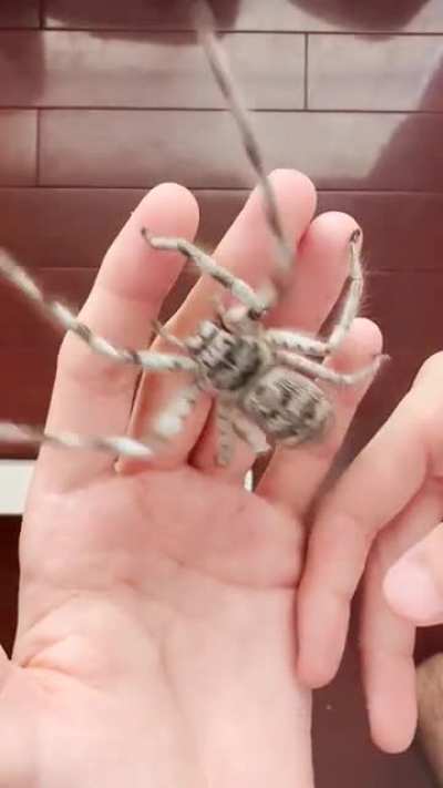 Someone shared my last huntsman video in this group, so I figured I&rsquo;d post another. This is an adult female Holconia flindersi.