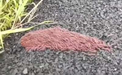 of a rolling swarm of millipedes.