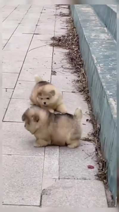 Very cute puppy 