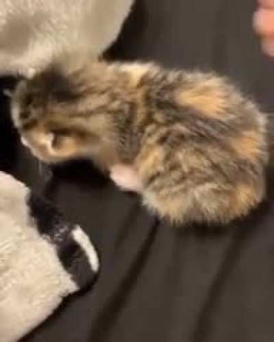 Cat screaming