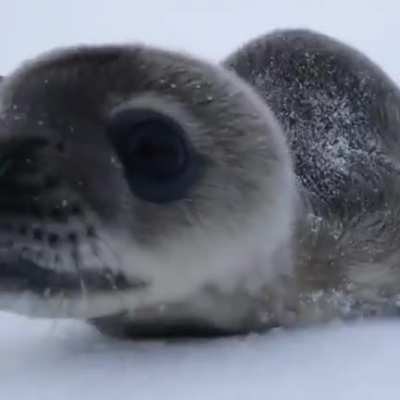 Can&rsquo;t touch marine mammals. but man do I want to boop that snoot