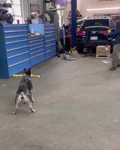 Dog hits baseball with bat