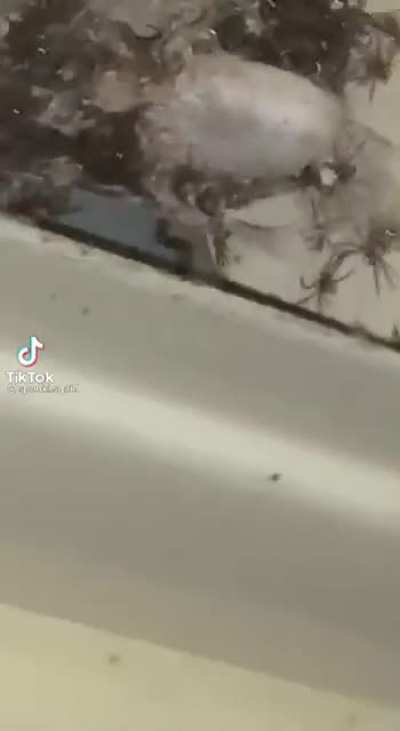 Family of spiders