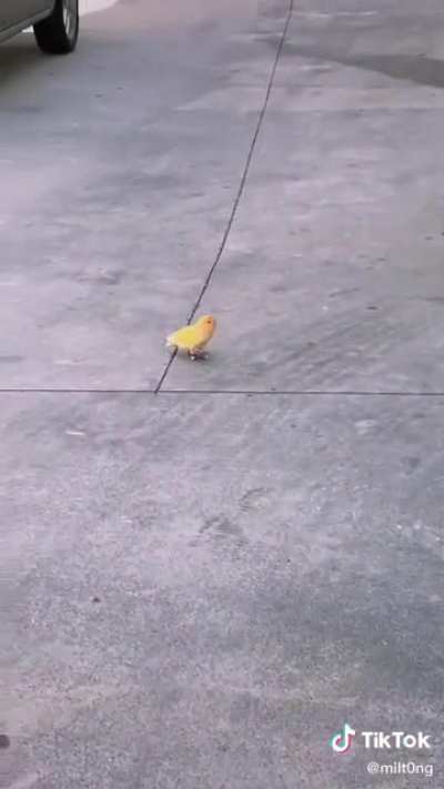 Birb