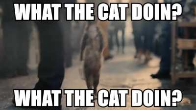 everybody be askin what the dog doin but nobody askin what the cat doin