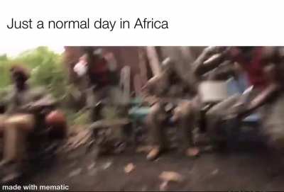 Planet of the apes
