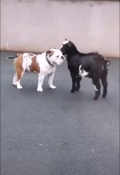 ATTACK SLAMMYWHAMMIES