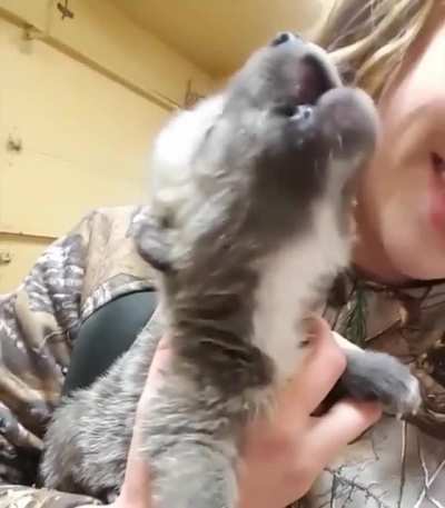 Very smol baby wolf doing awooo
