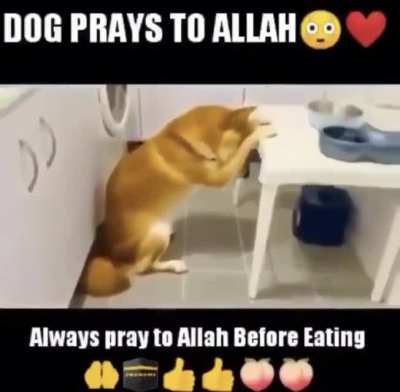 Köpekler bile yemek duasını atlamıyor oğlum, sen duanı etmezsen Afrika'da açlık çözülmez şimdi.