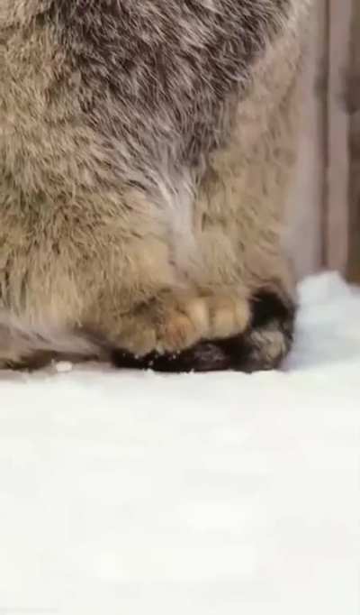 A cat from Iran