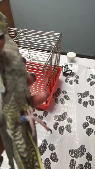 My birds feet stopped working at the vet. Any idea what happened?