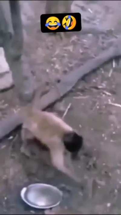 guess who will win this war🐵🐶