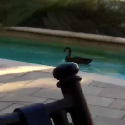Duck Racer go