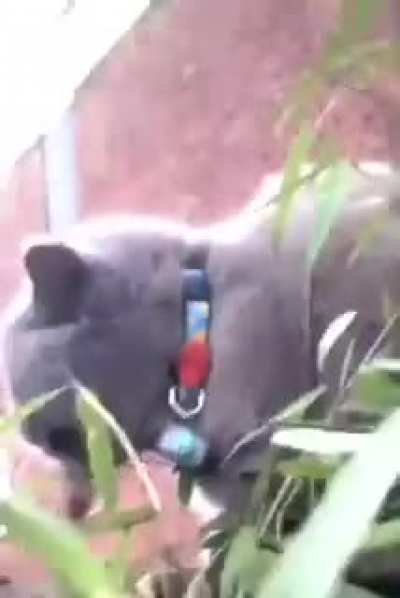 Cat says N word