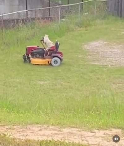 The new gardener is really doing a great job!
