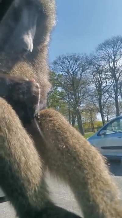 Baboon why you eating your own cum (nsfw)