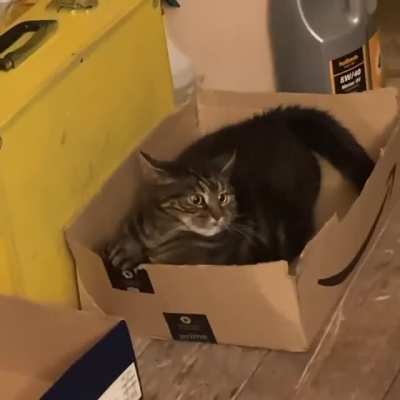 I&rsquo;ve been advised that you guys might appreciate my cat Puddin&hellip;.