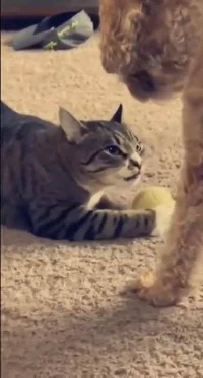 Dis is mine now