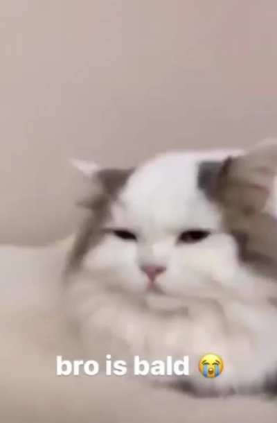 🧑&zwj;🦲Wunkus