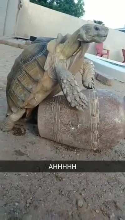 Pene de tortuga