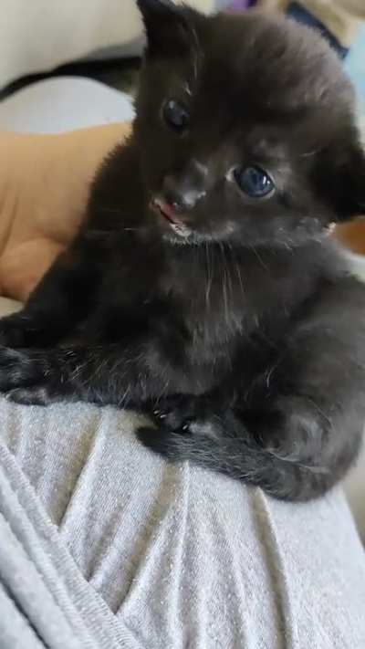 Tiny void 🐈&zwj;⬛