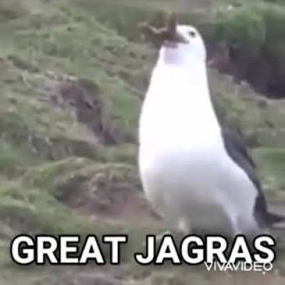 great jagras