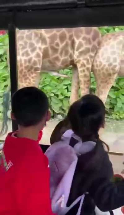 The birds and the giraffes