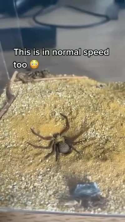 SPIDER burying itself under dirt