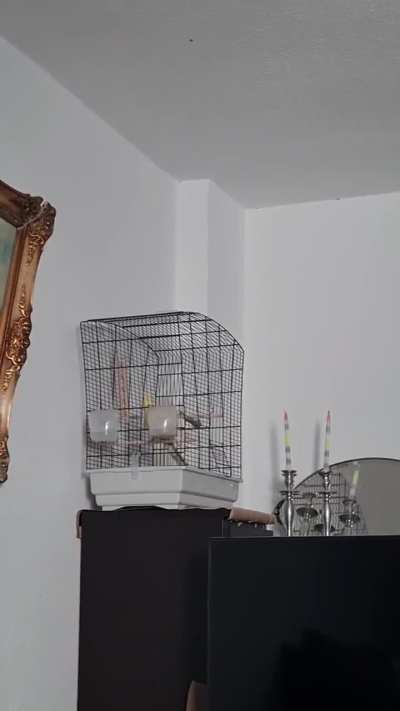 Newly adopted tiel (10 y.) shows unusual behavior