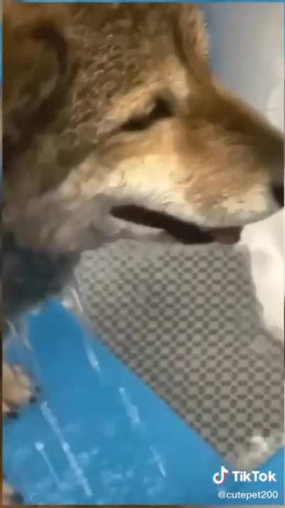 Definitely one of the best dog screams I&rsquo;ve heard