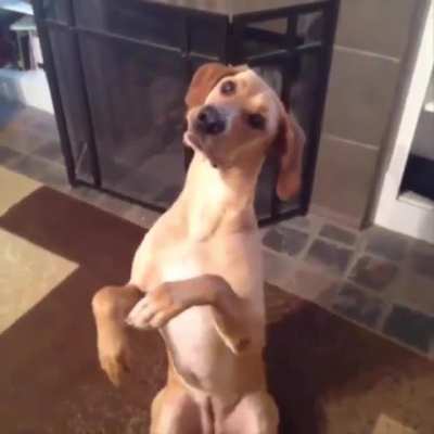 InNOcENt Dog SHoT to dEAtH