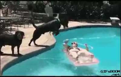 Scurvy sea dogs
