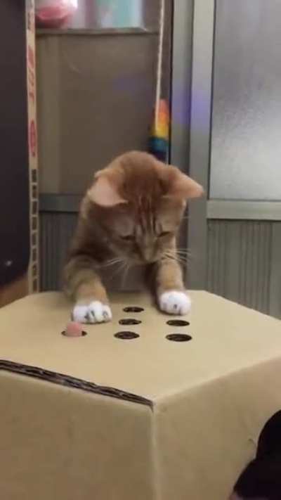 Cat playing whack-a-finger