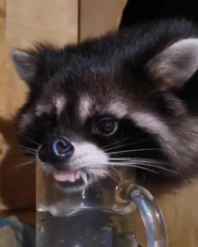 mlem mlem