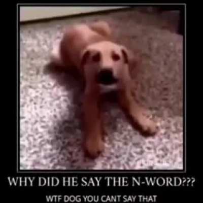bad dog