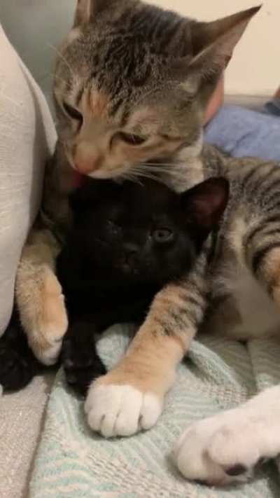 Wife and I got a new fur baby for our older cat since we both got jobs and won&rsquo;t be home. This is just one week after meeting!
