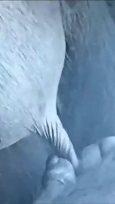 Me reading all the DD's im too smoothbrained for, but TLDR is hedgies r'fuk