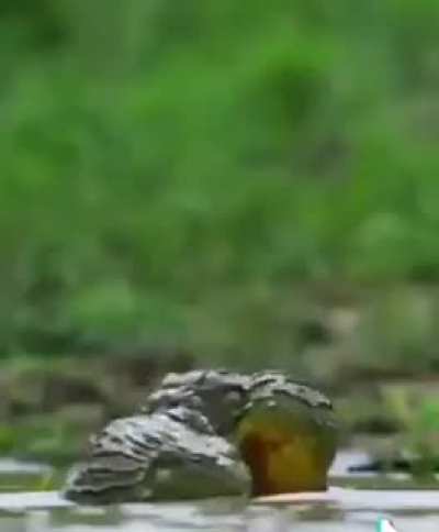 Frog wrestling 🐸