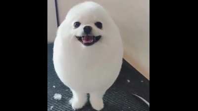 me wish u happ day