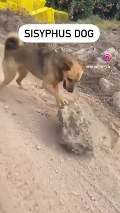 Sisyphus dog