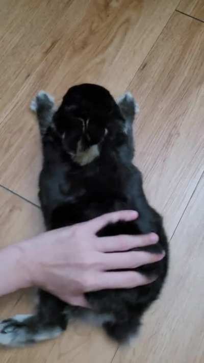 When your rabbit has zero survival instincts (Part 2)