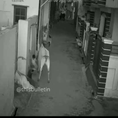 Crazy Cow Running into People