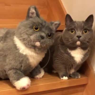 I fool hooman