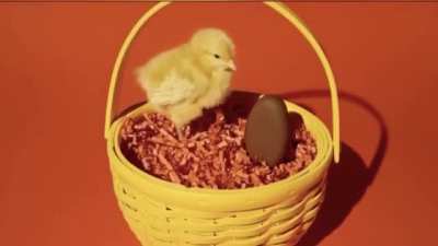 egg