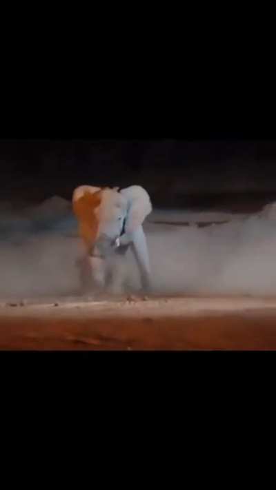 Elephant Vs Rhino! Fight!