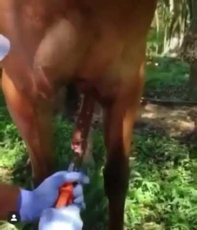 Tis but a splinter