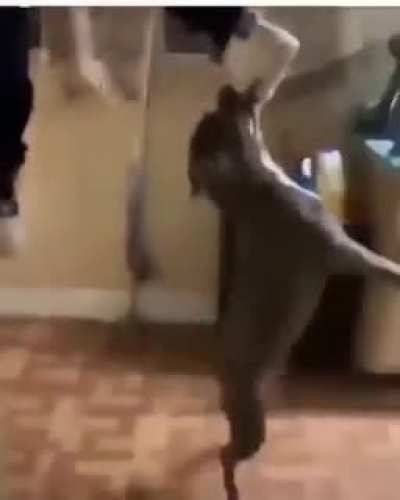 Dudes will be like the dog dont bite and this the dog🤦&zwj;♂️🤦&zwj;♂️
